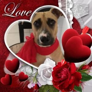 Meet your Posher, Florica